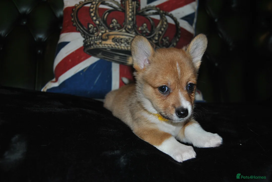 Welsh Corgi Pembroke dogs for sale: Are Beautiful Girls Storm/Darling/Petal - Advert 28