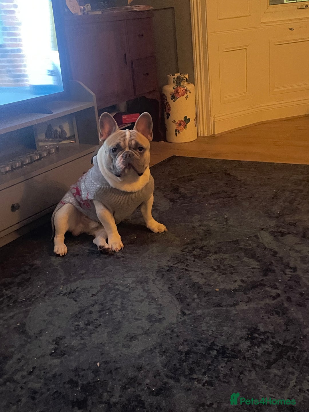 French Bulldog dogs for stud: Our beautiful boy Herbie - Advert 5