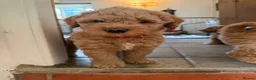 Mini Goldendoodle dogs for sale: Mini Goldendoodle puppies 🐶🫶🏻 - Advert 9