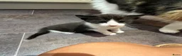 Mixed Breed cats for sale: Beautiful Kittens Seeking Loving Forever Homes  - Advert 12