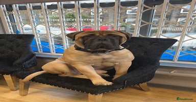 Bullmastiff dogs in Leeds - Advert 16