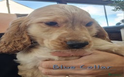 Cocker Spaniel dogs for sale: Pedigree English Show Cocker Spaniel Puppies - Advert 7