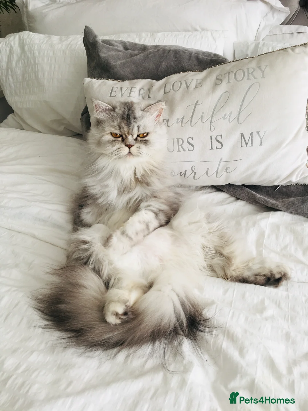 Persian cats for sale: Persian cat - Advert 2