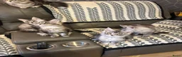 Maine Coon cats for sale: 3 Beautiful Maine Coon kittens forsale in Ammanford - Advert 7