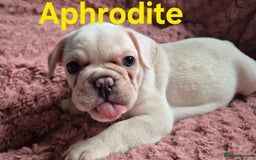 French Bulldog dogs for sale: French bulldog pups ❤️ - Image 23