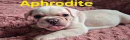 French Bulldog dogs for sale: French bulldog pups ❤️ - Advert 28