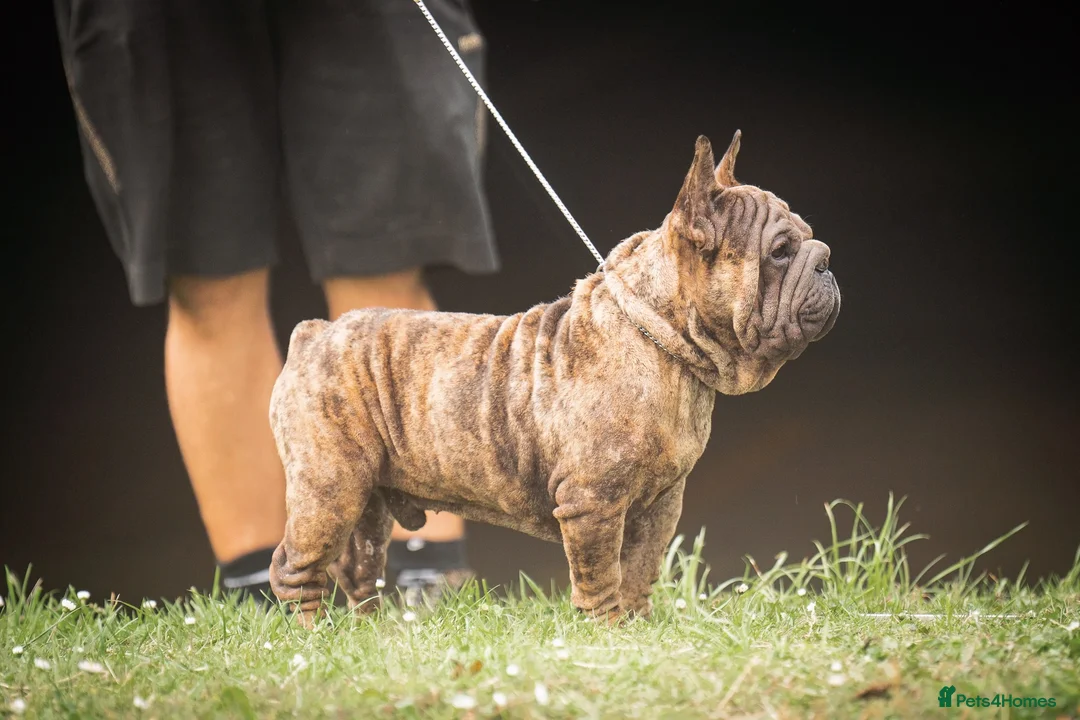 French Bulldog dogs for stud: Velvet Merle frenchie stud  in Maesteg - Advert 2