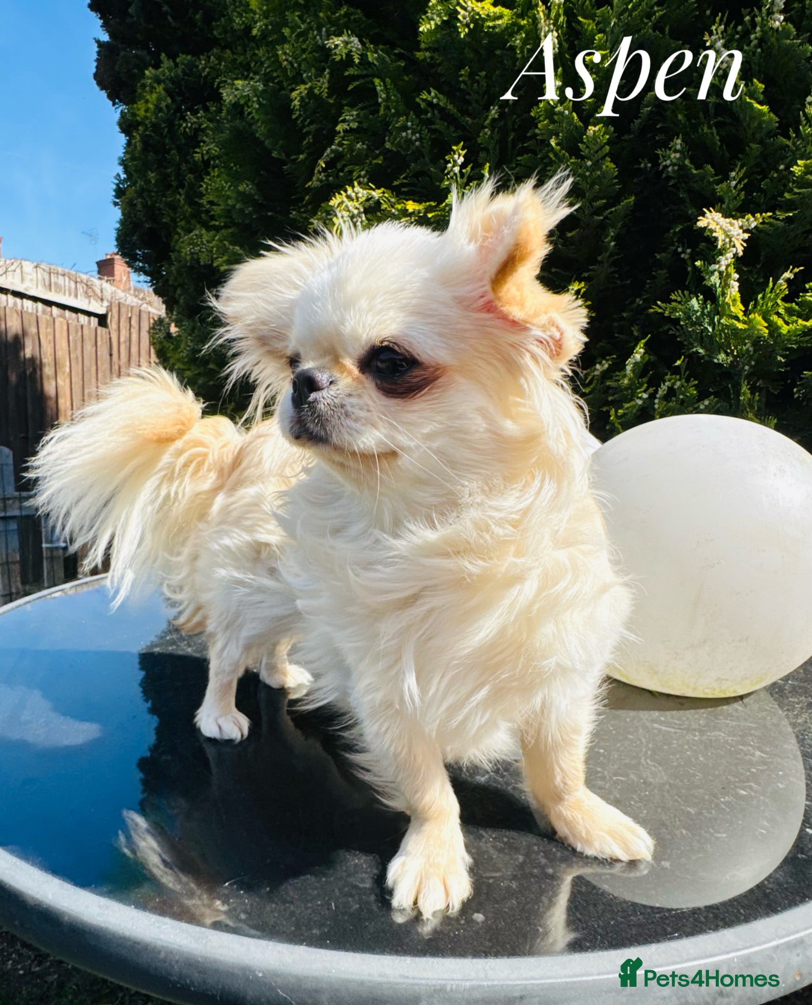 Chihuahua dogs Beautiful KC cream long coat girl PET only  - Advert 18