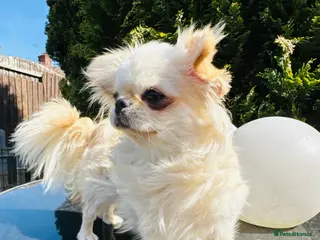 Chihuahua dogs Beautiful KC cream long coat girl PET only - Advert 18