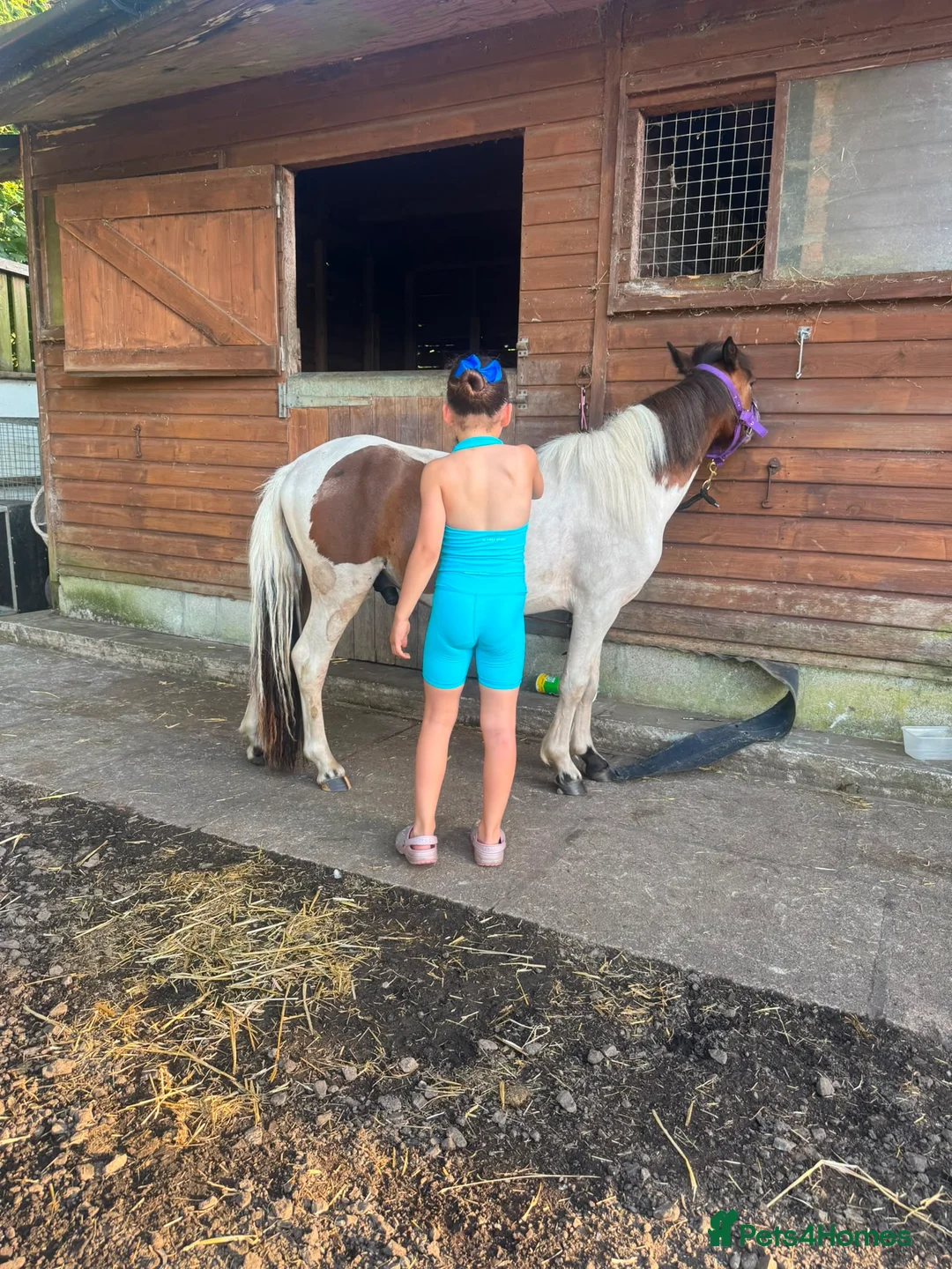 Other Breed horses for sale: Mini trotter for sale  - Advert 3
