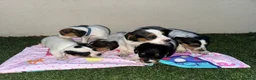 Jack Russell dogs for sale: jack Russell puppys 4💙. 6🩷 - Advert 5