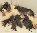 Mixed Breed dogs Lovely small  Chocolate girl cavapoo  - Advert 11