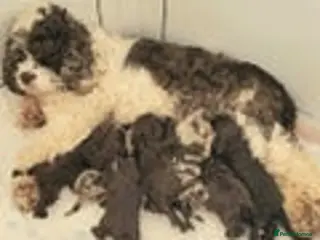 Mixed Breed dogs Lovely small Chocolate girl cavapoo - Advert 11