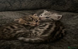 Bengal cats for sale: One remaining Male Bengal for sale - Image 9