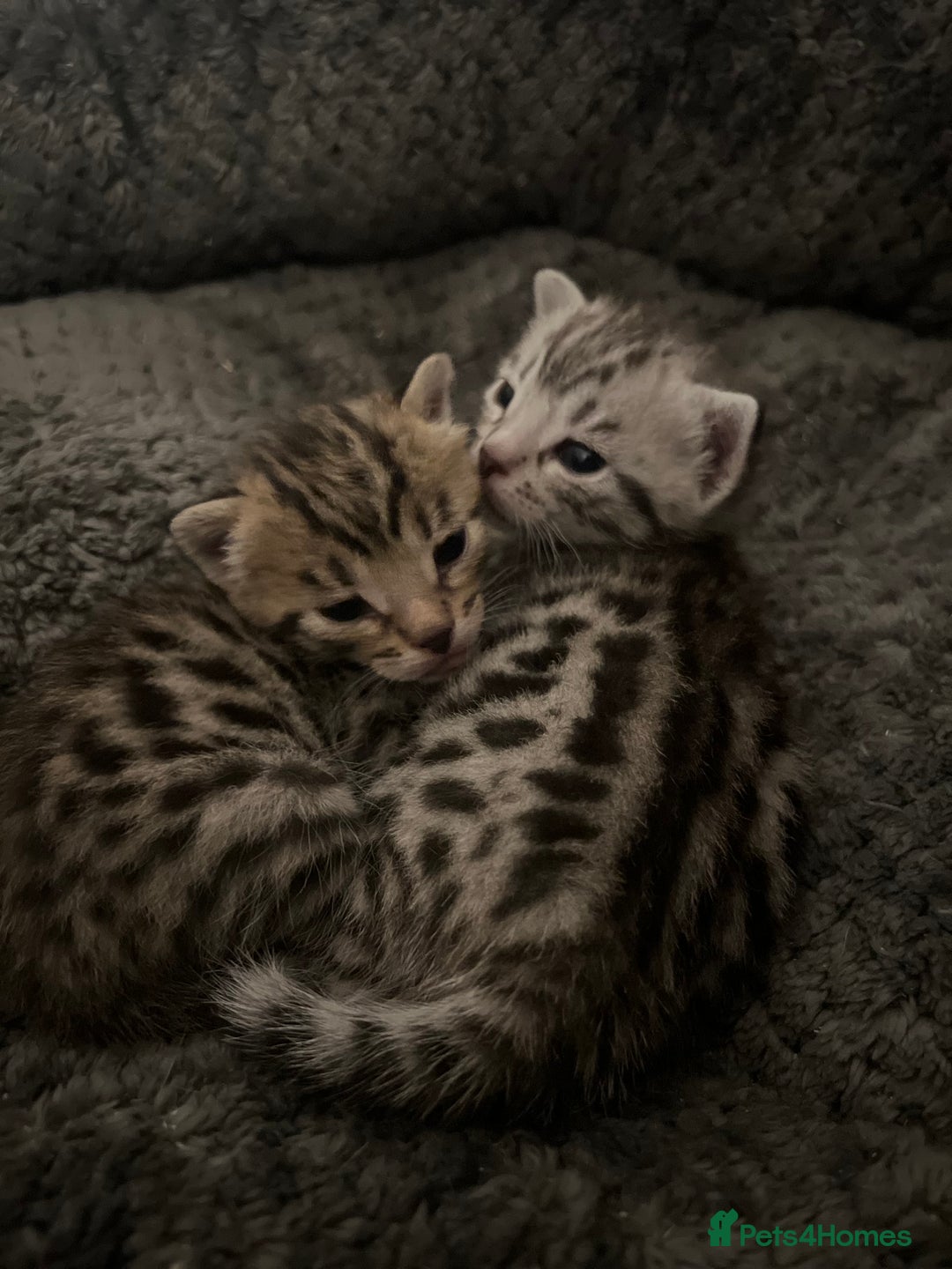 Bengal cats for sale: One remaining Male Bengal for sale - Image 9