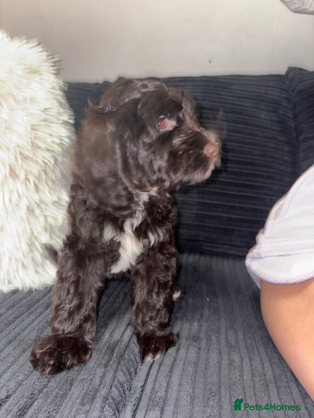 Cockapoo dogs for sale: 1 female cockapoo left from the litter  - Advert 7