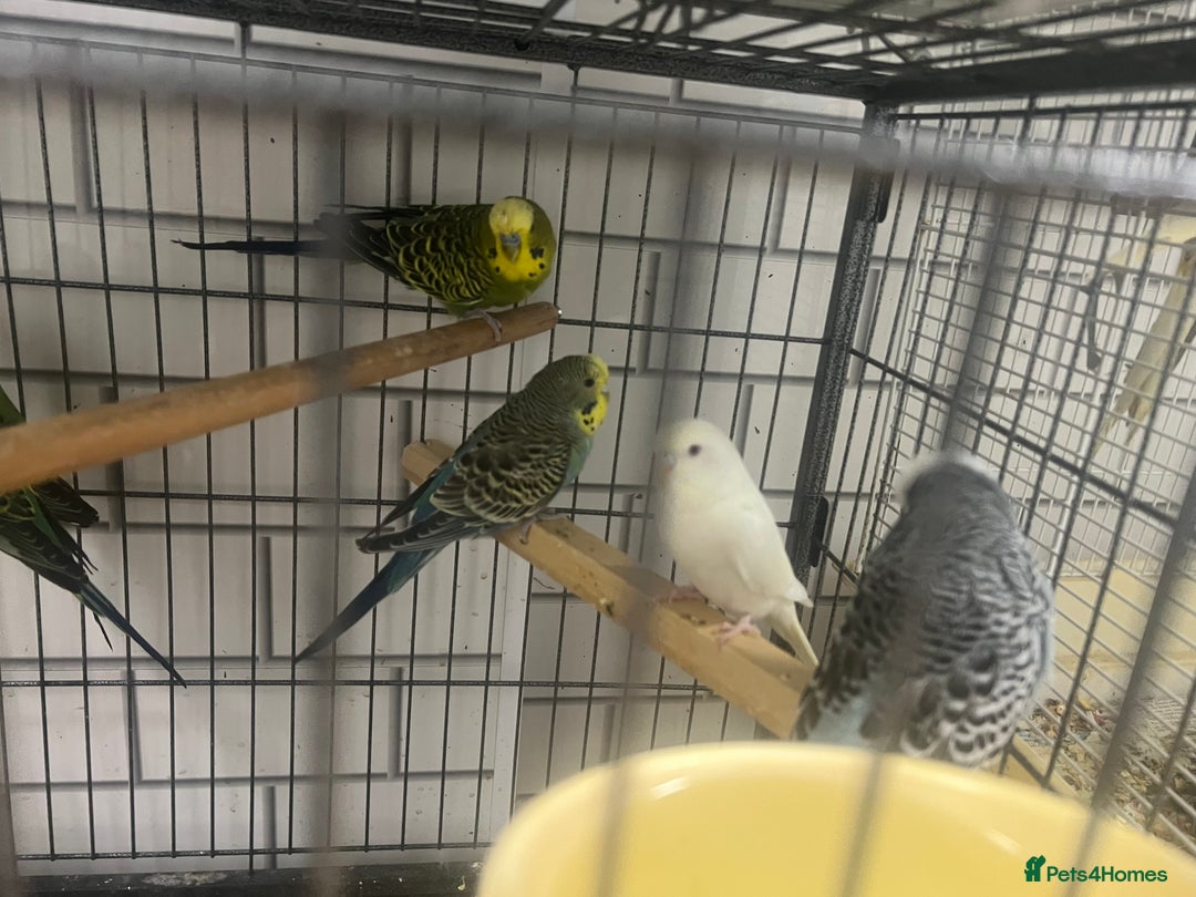 Budgerigars birds for sale: Beautiful budgies - Image 2