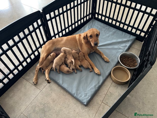 Labrador Retriever dogs - Advert 14