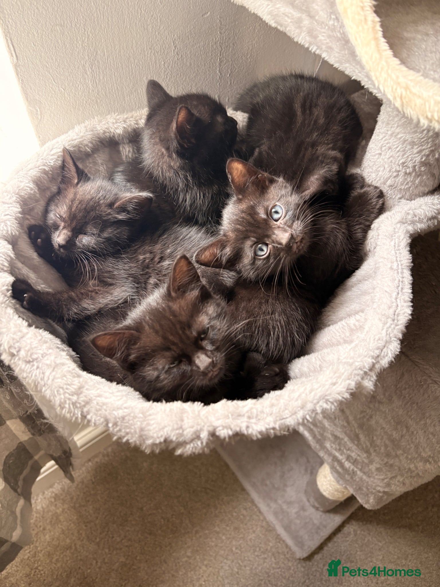 Mixed Breed cats Mixed Breed Black Kittens - Advert 1