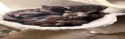 Mixed Breed cats for sale: Mixed Breed Black Kittens in Thetford - Advert 1
