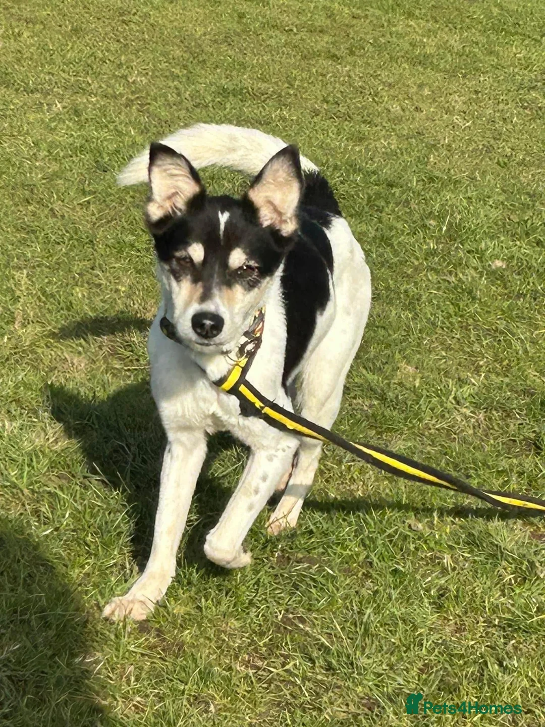 Mixed Breed dogs for adoption: Pippa - Norwich Norfolk  in Norwich - Advert 8