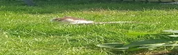 Mixed Breed cats for sale: 1 year old male cat for sale in Consett - Advert 5