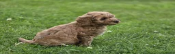 Cockapoo dogs for sale: Cockapoo Pups - Fully Health Tested and vaccinated in Wigton - Advert 6
