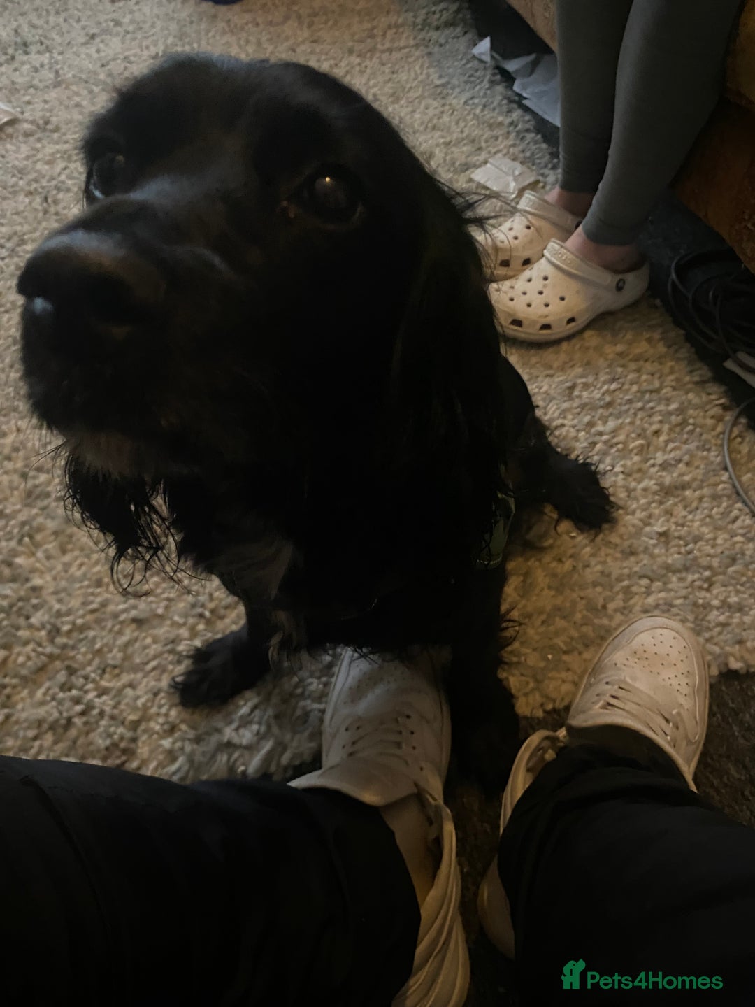 Cocker Spaniel dogs for sale: Female cocker spaniel  - Image 2