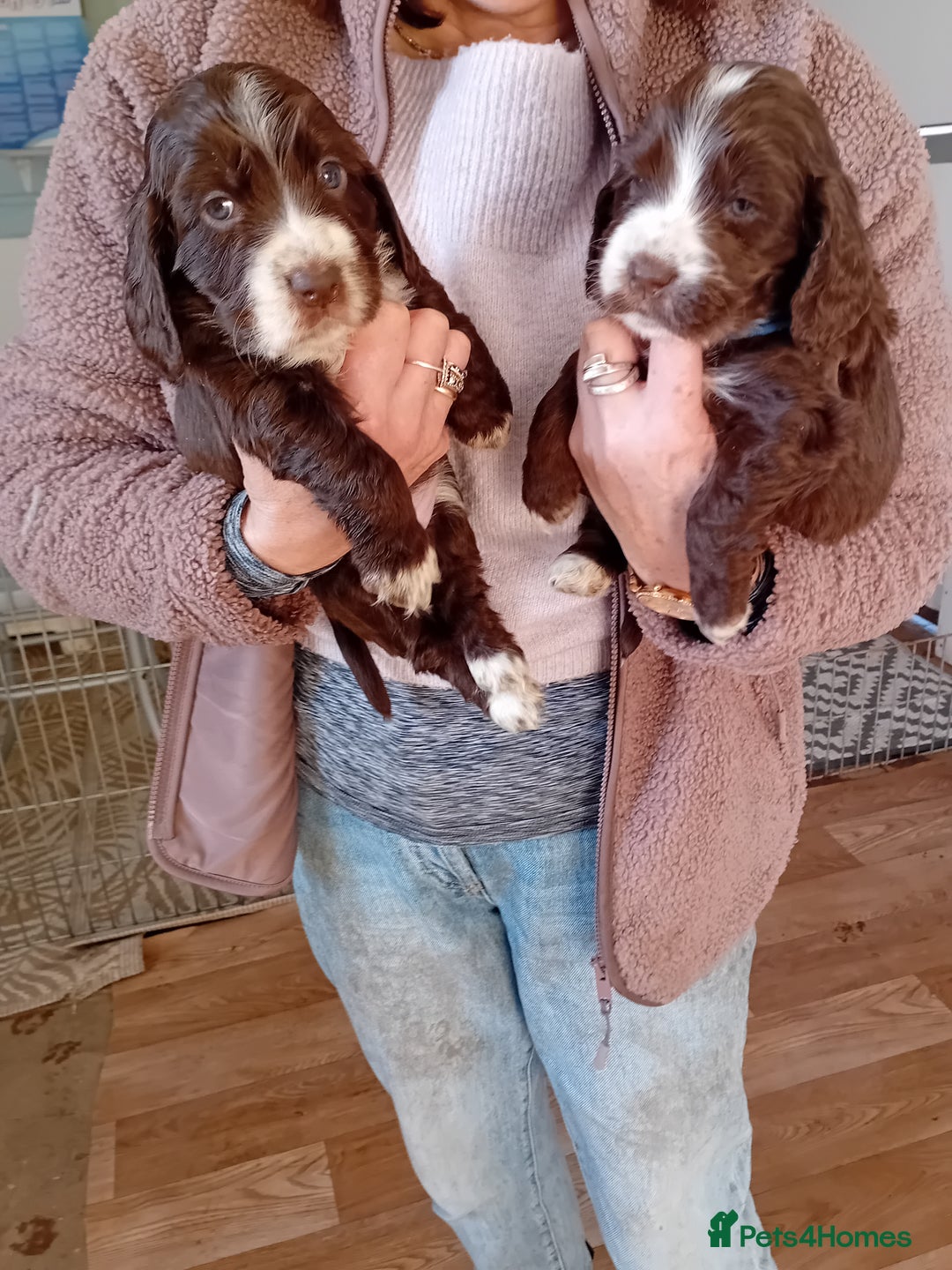 Cocker Spaniel dogs for sale: Stunning Cocker Spaniel girls - Advert 5