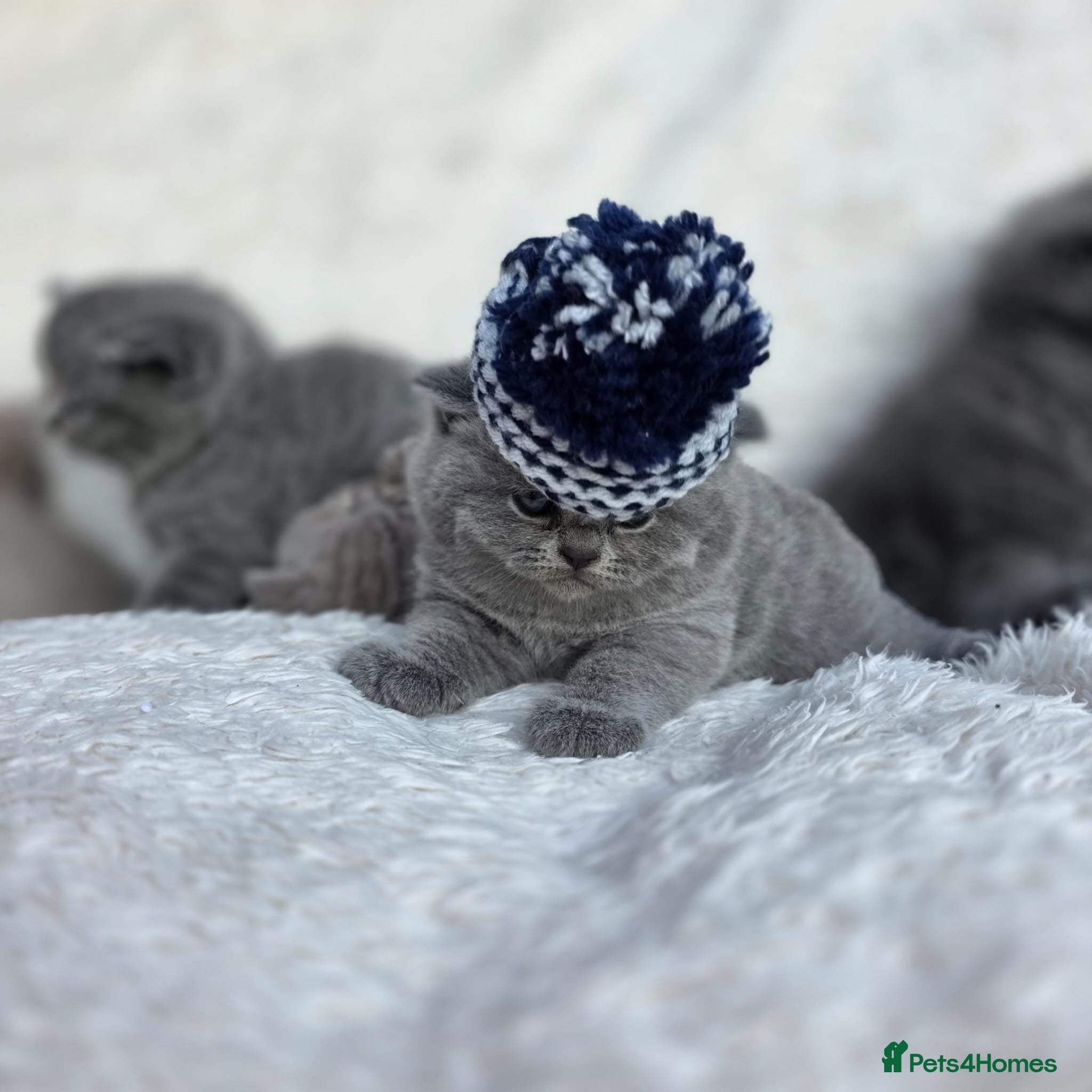 British Shorthair cats BEAUTIFUL BRITISH SHORTHAIR KITTENS  - Advert 2
