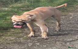 Lurcher dogs for stud: Beautiful lurcher for stud  - Image 8