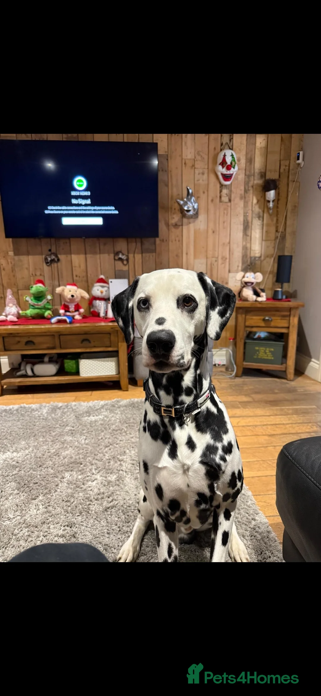 Dalmatian dogs for stud: 100% track record stunning dalmation for stud - Advert 2
