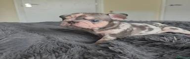 French Bulldog Puppy 4 Velvet coat chocolate merle 