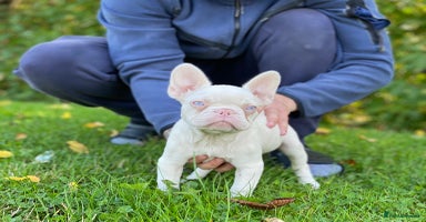French Bulldog dogs - Advert 3
