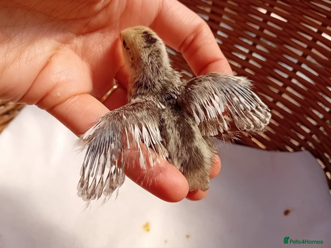 Quail poultry for sale: Snowflake Bobwhite Quail Chicks ~ Various Ages - Image 17