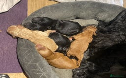 Cockapoo dogs for sale: F2b Cockapoo Puppies for sale - Image 2