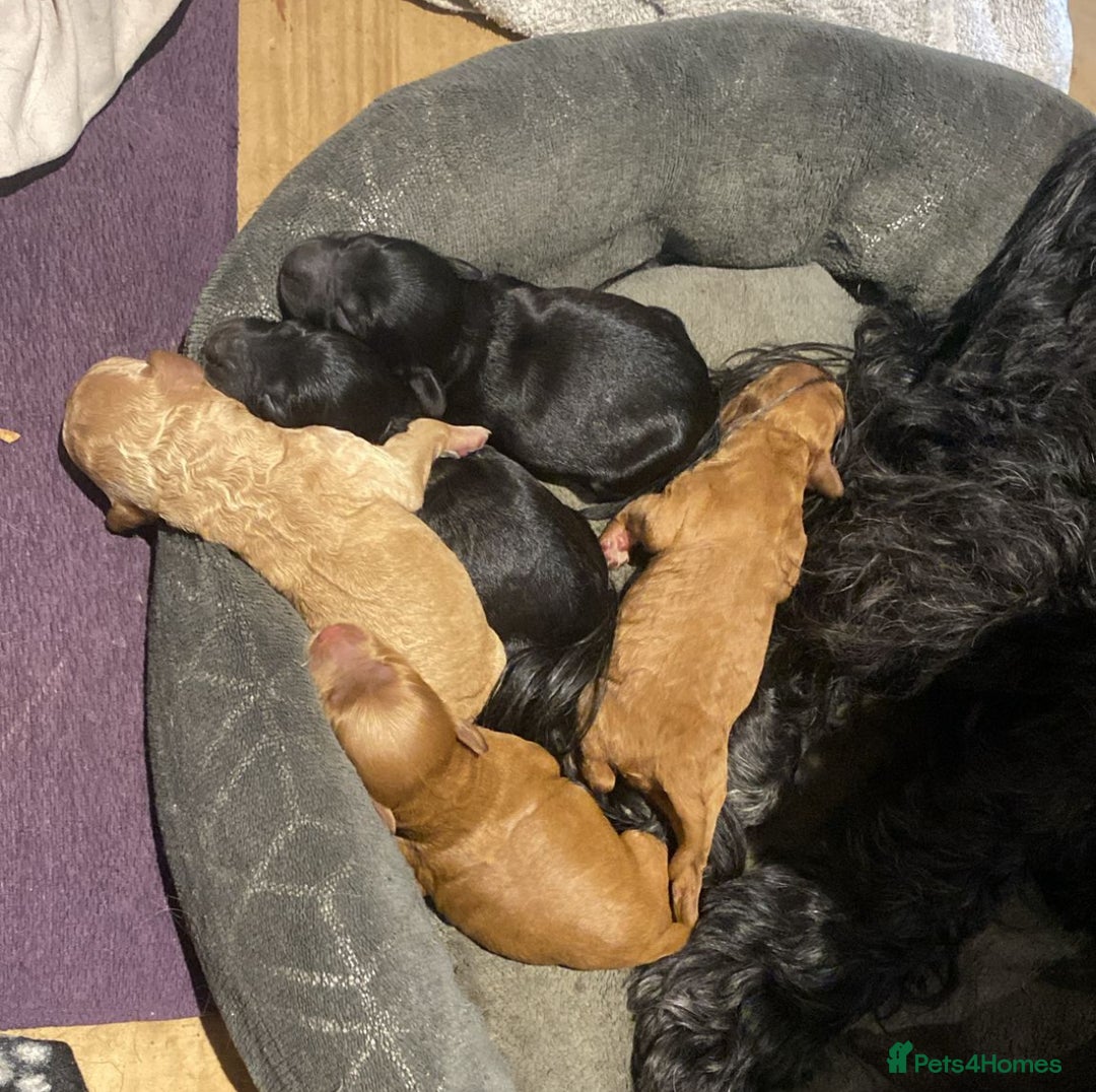 Cockapoo dogs for sale: F2b Cockapoo Puppies for sale - Image 2