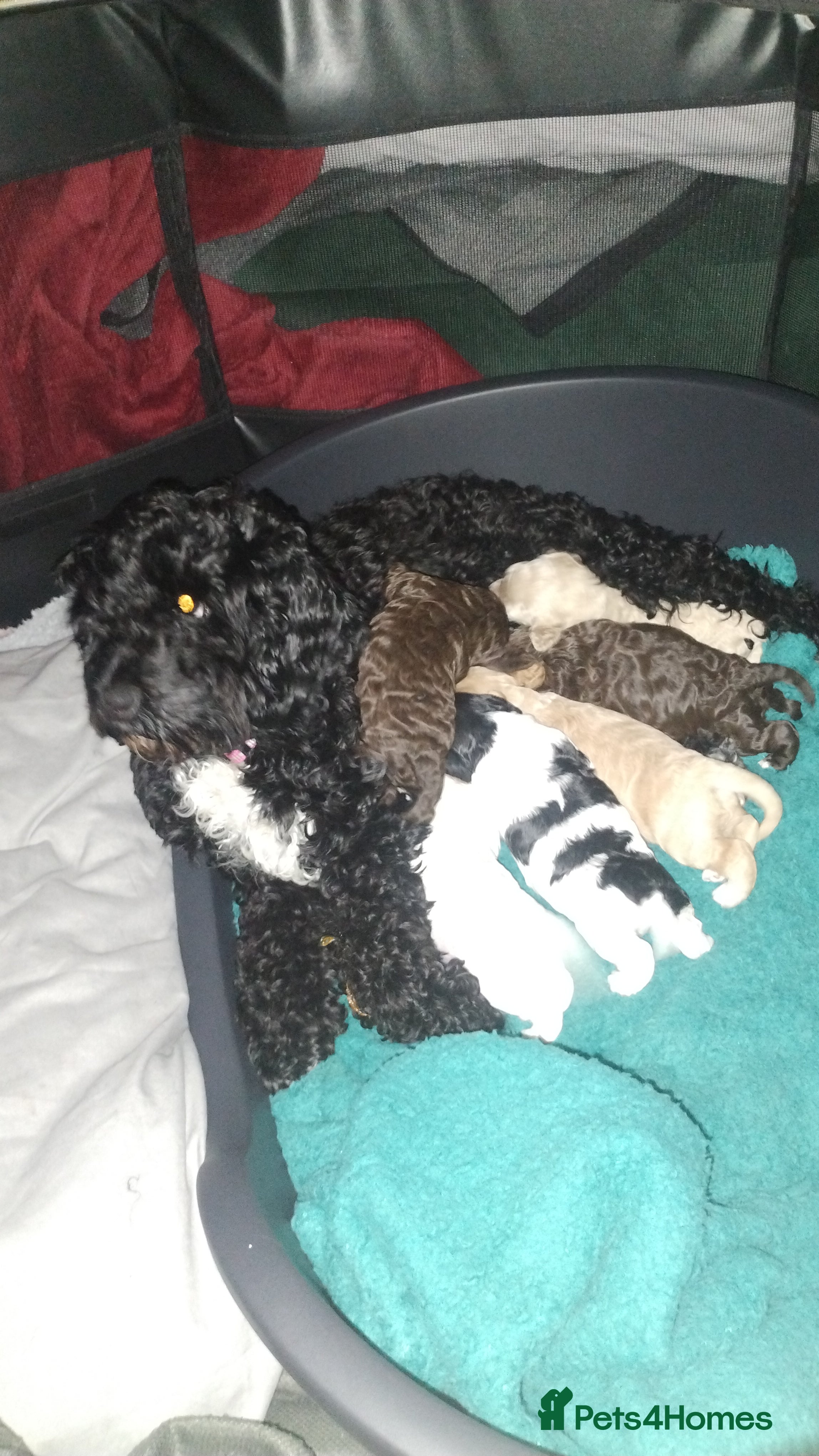 Cockapoo dogs Cockapoo puppies - Advert 4