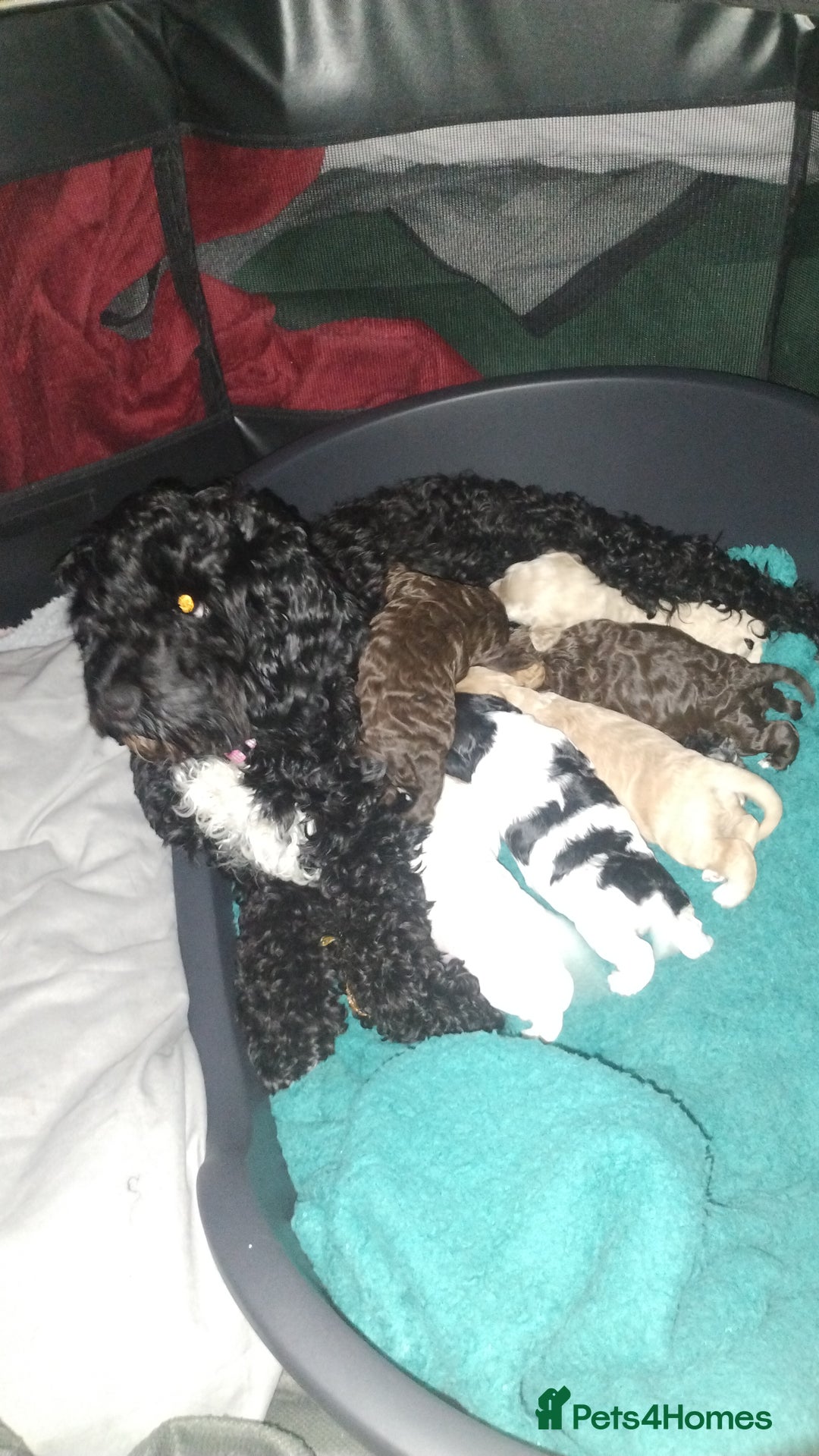 Cockapoo dogs for sale: Cockapoo puppies - Advert 1