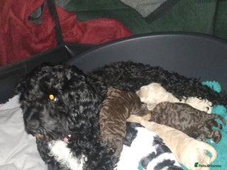 Cockapoo dogs Cockapoo puppies - Advert 1