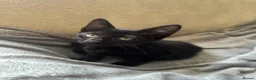 Domestic Shorthair cats for sale: 6 Kittens ready to go ASAP!  in West Drayton - Advert 8