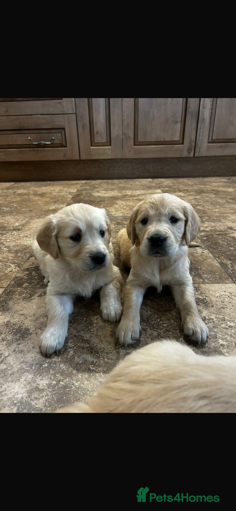 Golden Retriever dogs Golden Retriever Puppies Ready 13 April - Advert 2