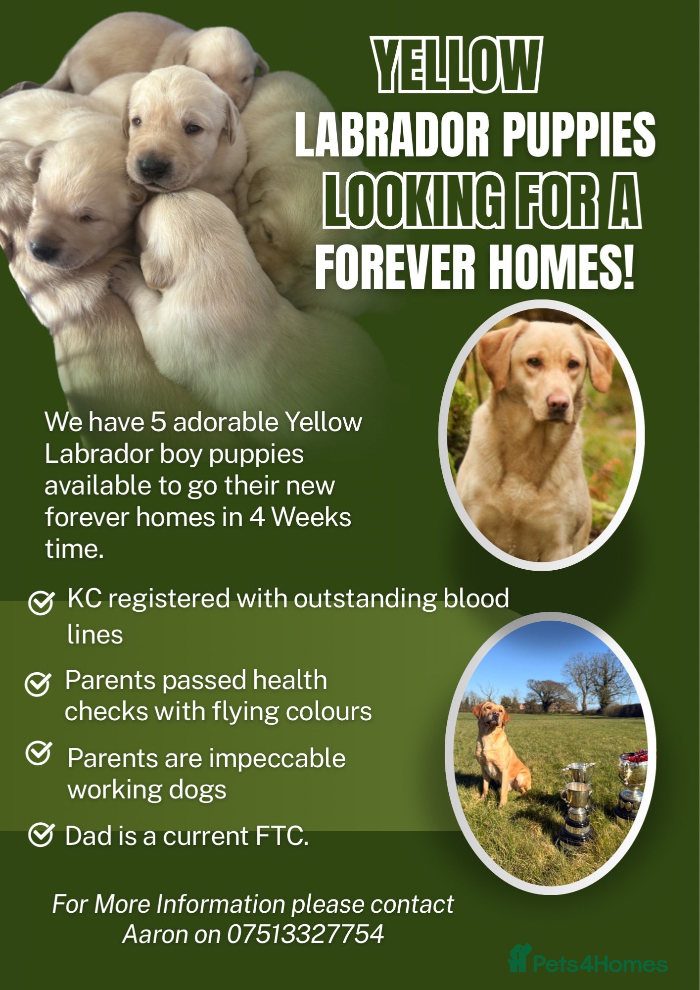 Labrador Retriever dogs 5 Male yellow Labradors available  - Advert 2