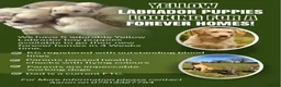 Labrador Retriever dogs for sale: 5 Male yellow Labradors available  in Norwich - Advert 1