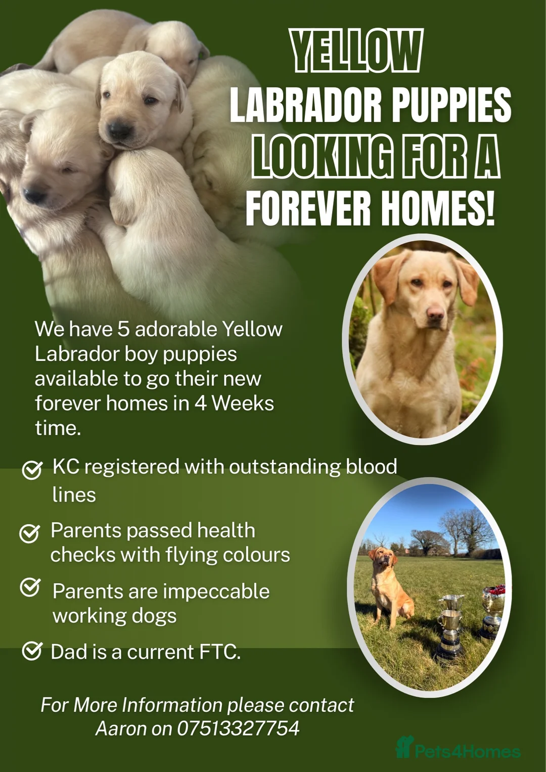 Labrador Retriever dogs for sale: 5 Male yellow Labradors available  in Norwich - Advert 1