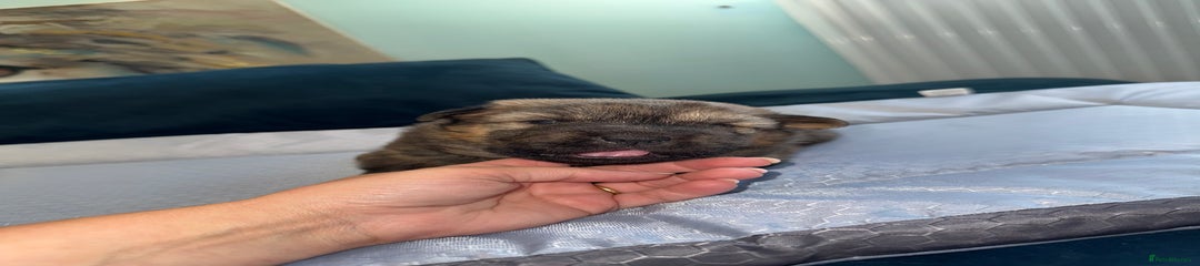 Mixed Breed Puppy 6