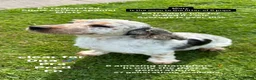Cockapoo dogs for sale: 🏆🧬F1 miniature show cockapoos 270+health checks  in Pickering - Advert 7