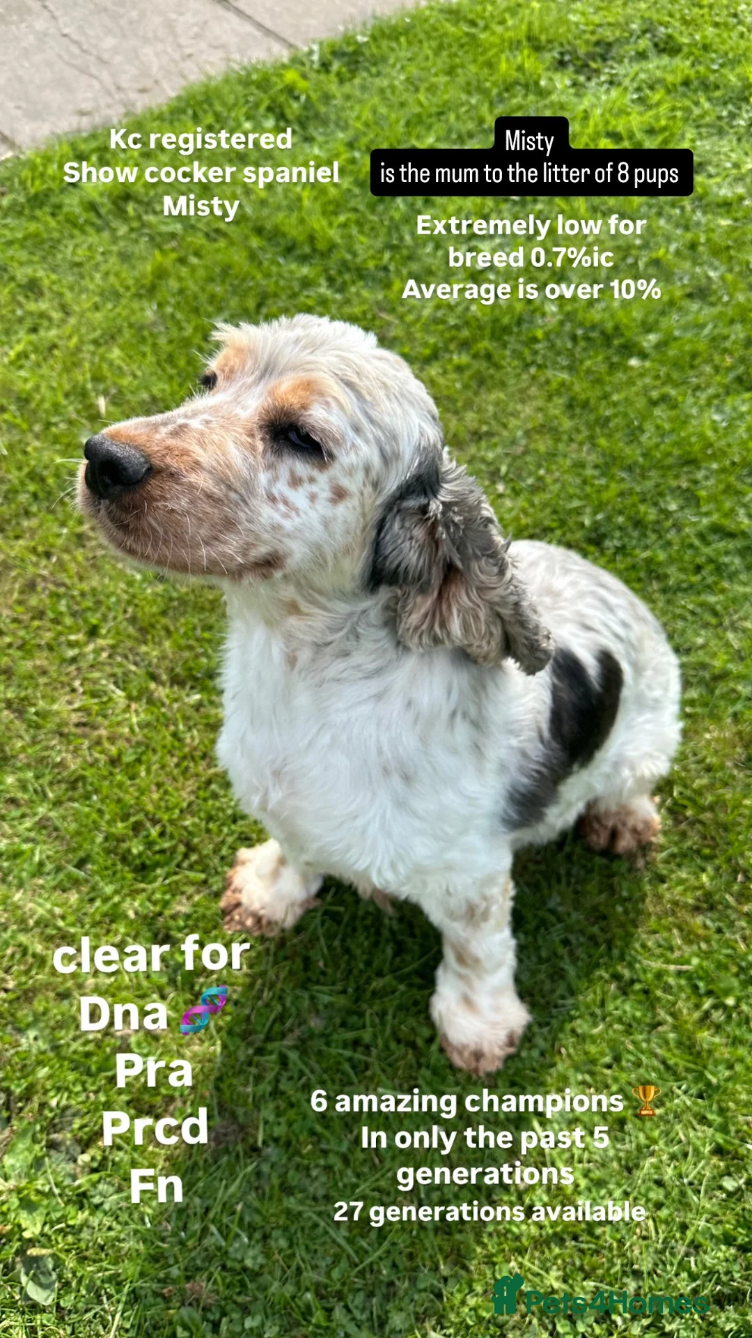 Cockapoo dogs for sale: 🏆🧬F1 miniature show cockapoos 270+health checks  in Pickering - Advert 7