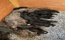 Mixed Breed dogs for sale: Schnauzer mixed breed  - Image 7