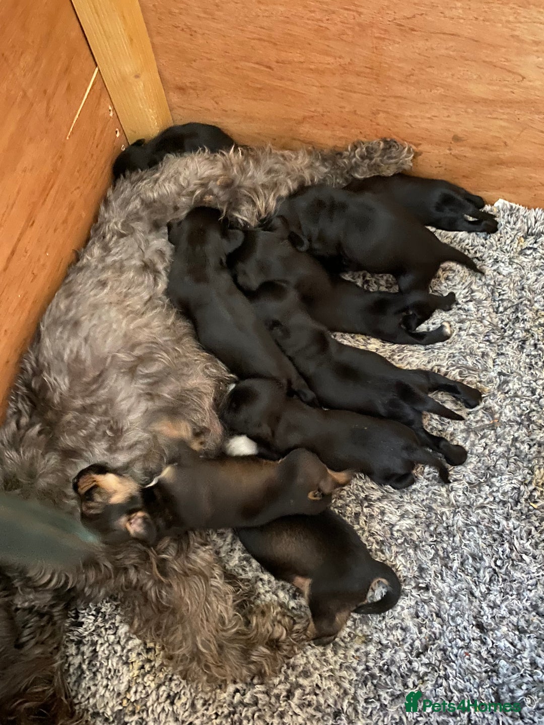 Mixed Breed dogs for sale: Schnauzer mixed breed  - Image 7